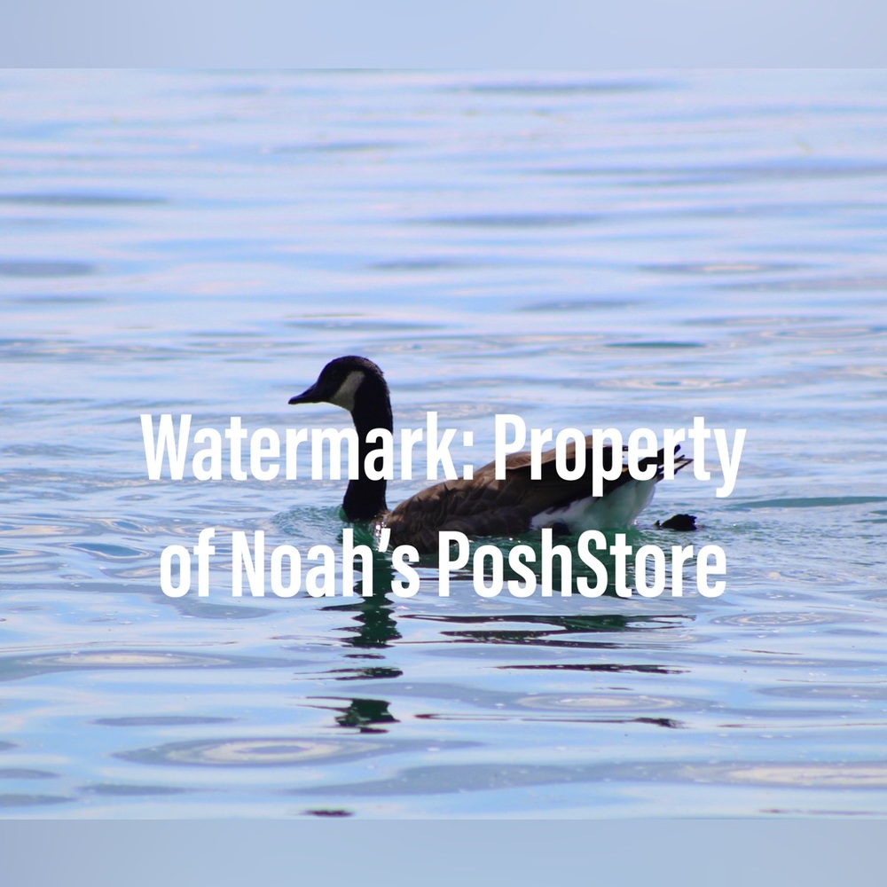 Goose in Water Photograph